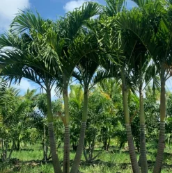 Jardintropic - Adonidia merrillii (veitchia merrillii- palmier de manille) spécimen pot de 30l plusieurs troncs 200/250cm Online