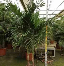 Jardintropic Palmiers D’Intérieur | - Adonidia merrillii (veitchia merrillii- palmier de manille) spécimen pot de 55l tronc unique 225-250cm