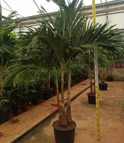 Jardintropic Palmiers D’Intérieur | - Adonidia merrillii (veitchia merrillii- palmier de manille) spécimen pot de 55l tronc unique 225-250cm
