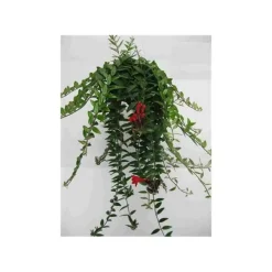 Jardintropic Plantes Fleuries | - Aeschynanthus hybride "caroline" pot de 2 litres - 20/60 cm