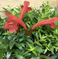 Jardintropic - Aeschynanthus hybride "japhrolepis" pot de 2 litres - 20/60 cm Hot