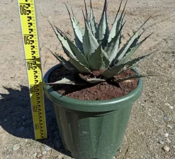 Jardintropic Plantes Méditerranéennes | - Agave parryi sp. Parryiet rouge - pot de 20l - 50/60cm