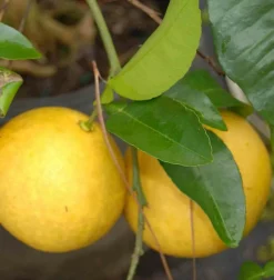 Jardintropic - Agrumes citrus x paradisii (pamplemoussier) pot de 65l - 150/160cm Sale
