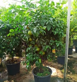 Jardintropic - Agrumes citrus x paradisii (pamplemoussier) pot de 65l - 150/160cm Sale