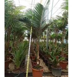 Jardintropic - Archontophoenix alexandrae (palmier royal) spécimen pot de 7 litres ? 140/160 cm Outlet
