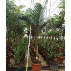 Jardintropic - Archontophoenix alexandrae (palmier royal) pot de 140l - 200/250cm Best