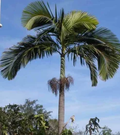 Jardintropic - Archontophoenix alexandrae (palmier royal) spécimen pot de 140l - 200/250cm Discount