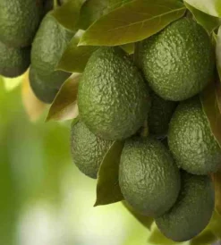Jardintropic Plantes Méditerranéennes | - Avocatier : persea americana var. Bacon adulte (de greffe) pot de 25l - 160/180cm