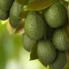 Jardintropic - Avocatier : persea americana var. Hass adulte (de greffe) 130 l. 200-250 cm.per. 030/035 cm. Best