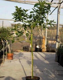 Jardintropic - Avocatier : persea americana var. Hass adulte (de greffe) 130 l. 200-250 cm.per. 030/035 cm. Best