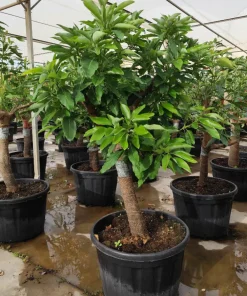 Jardintropic - Avocatier : persea americana var. Hass adulte (de greffe) 130 l. 200-250 cm.per. 030/035 cm. Best