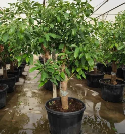Jardintropic - Avocatier : persea americana var. Hass adulte (de greffe) 130 l. 200-250 cm.per. 030/035 cm. Best