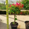 Jardintropic Plantes Méditerranéennes | - Bougainvillier hybride (bougainvillier) pot de 140l - 200/250cm