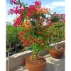 Jardintropic Plantes Méditerranéennes | - Bougainvillier hybride multi couleur (bougainvillier) pot de 110l 230/270cm