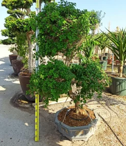 Jardintropic Plantes Méditerranéennes | - Bougainvillier hybride multi couleur (bougainvillier) pot de 110l 230/270cm