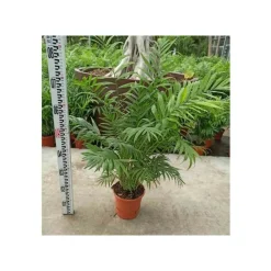 Jardintropic Palmiers D’Intérieur | - Chamaedorea elegans (chamédorée - palmier de montagne) pot de 3 litres ? 40/50 cm