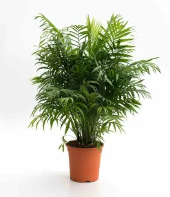 Jardintropic Palmiers D’Intérieur | - Chamaedorea elegans (chamédorée - palmier de montagne) pot de 3 litres ? 40/50 cm