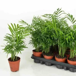 Jardintropic - Chamaedorea elegans (chamédorée - palmier de montagne) pot de 4 litres - 80/100 cm Outlet