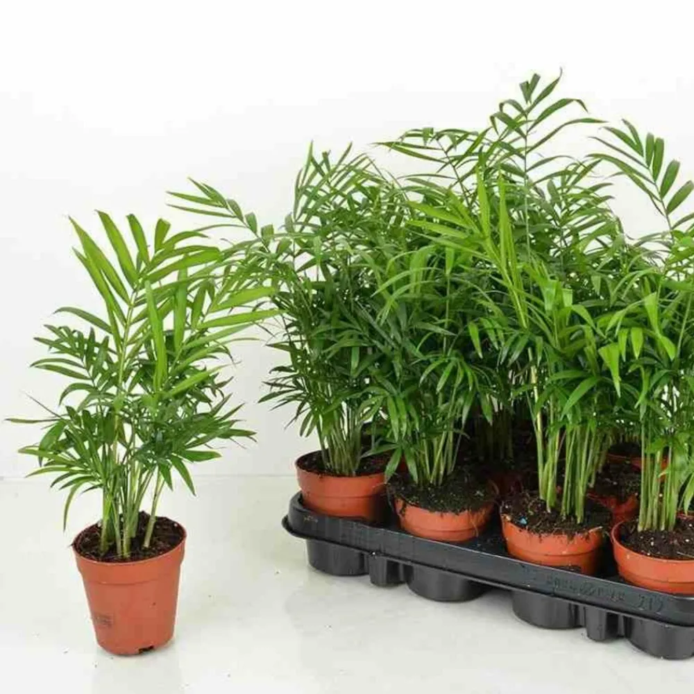Jardintropic - Chamaedorea elegans (chamédorée - palmier de montagne) pot de 4 litres - 80/100 cm Outlet
