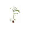 Jardintropic - Chamaedorea seifrizii (palmier nain de seifriz) pot de 70l 200/225cm Sale