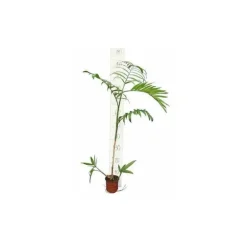 Jardintropic - Chamaedorea seifrizii (palmier nain de seifriz) pot de 70l 200/225cm Sale