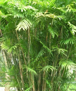 Jardintropic - Chamaedorea seifrizii (palmier nain de seifriz) pot de 70l 200/225cm Sale