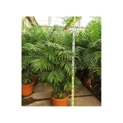 Jardintropic - Chamaedorea seifrizii (palmier nain de seifriz) pot de 70l 200/225cm Sale