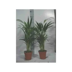 Jardintropic - Chrysalidocarpus lutescens (aréca, palmier d'arec, palmier doré) pot de 1 litre -10/30 cm Hot