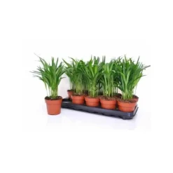Jardintropic - Chrysalidocarpus lutescens (aréca, palmier d'arec, palmier doré) pot de 7 litres ? 80/100 cm Best