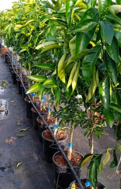 Jardintropic Plantes Méditerranéennes | - Citrus sinensis var.sanguine ou sanguinelli (orange sanguine) pot de 4 litres - 30/50 cm