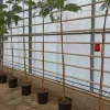 Jardintropic - Delonix regia (flamboyant) pot de 3 litres ? 40/60 cm Hot