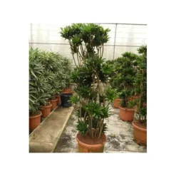 Jardintropic - Dracaena deremensis 'compacta' (dragonnier) pot de 65l - groupe - 140/160cm Outlet