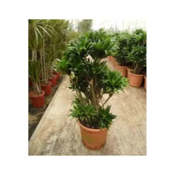 Jardintropic - Dracaena deremensis 'compacta' (dragonnier) pot de 65l - groupe - 140/160cm Outlet