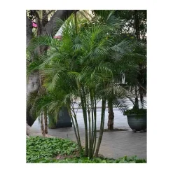 Jardintropic - Dypsis lutescens (palmier multipliant) pot de 2 litres ? 40/60 cm Best