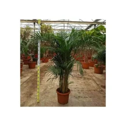 Jardintropic Palmiers D’Intérieur | - Dypsis lutescens (multipliant palmier) spécimen pot de 80l - 250/275 cm