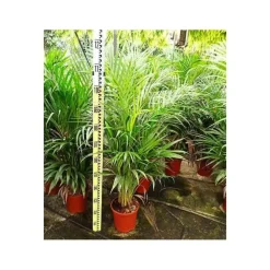 Jardintropic Palmiers D’Intérieur | - Dypsis lutescens (multipliant palmier) spécimen pot de 80l - 250/275 cm