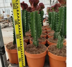 Jardintropic - Euphorbia lactea 'cristata' pot de 8 litres ? 60/80 cm Clearance