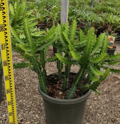 Jardintropic - Euphorbia lactea pot de 25l - 80/100cm New