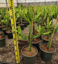Jardintropic - Euphorbia lactea pot de 25l - 80/100cm New