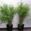 Jardintropic - Fargesia angustissima (bambou non traçant) pot 2 litres - 80/90cm - 4/7 cannes Outlet