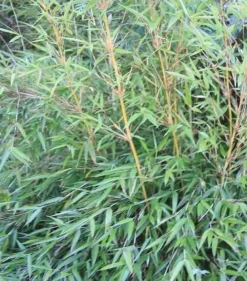 Jardintropic - Fargesia denudata 'xian 2' (bambou non traçant) pot 30 litres - 110/150cm - 10/15 cannes Hot