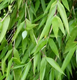 Jardintropic - Fargesia denudata 'xian 2' (bambou non traçant) pot 30 litres - 110/150cm - 10/15 cannes Hot