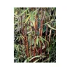 Jardintropic Bambous | - Fargesia "jiuzhaigou 1" (bambou non traçant) pot de 10 litres ? 120/140 cm