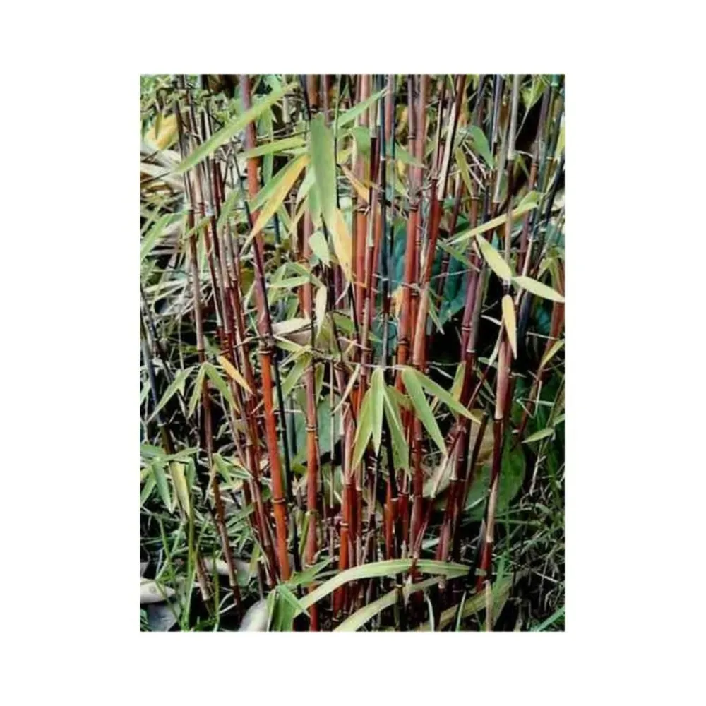 Jardintropic Bambous | - Fargesia "jiuzhaigou 1" (bambou non traçant) pot de 10 litres ? 120/140 cm