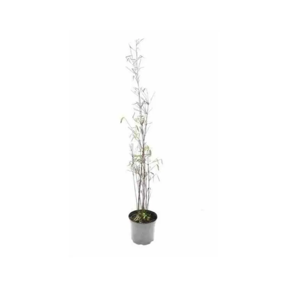 Jardintropic Bambous | - Fargesia "jiuzhaigou 1" (bambou non traçant) pot de 10 litres ? 120/140 cm