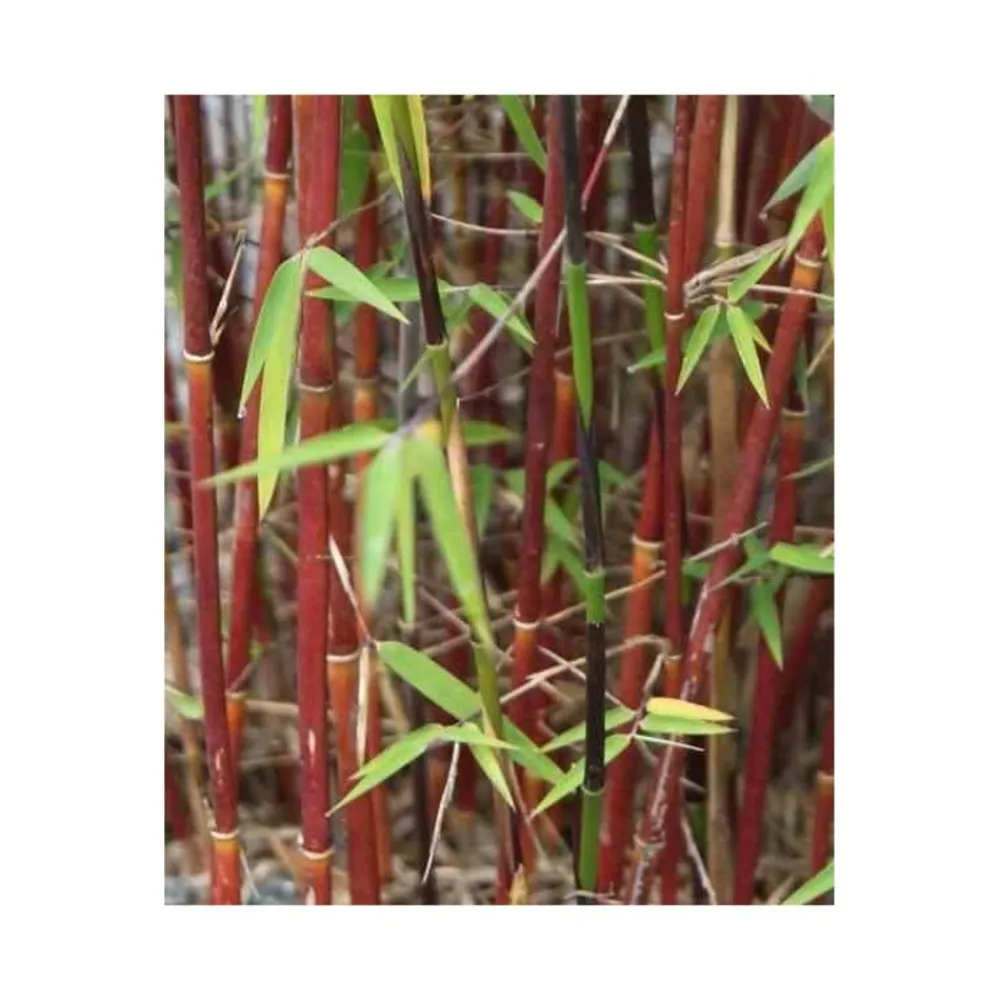 Jardintropic Bambous | - Fargesia "jiuzhaigou 1" (bambou non traçant) pot 7,5 litres - 80/100cm - 6/9 cannes