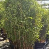 Jardintropic Bambous | - Fargesia nitida "volcan" (nitida gansu x nitida) (bambou non traçant) pot 30 litres - 125/150cm