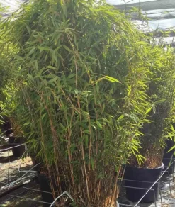 Jardintropic Bambous | - Fargesia nitida "volcan" (nitida gansu x nitida) (bambou non traçant) pot 30 litres - 125/150cm