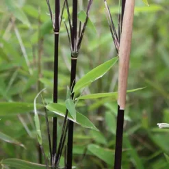Jardintropic Bambous | - Fargesia nitida "blackpearl" (bambou non traçant) pot 30 litres - 150/175cm - 10/15 cannes