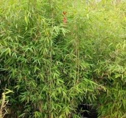 Jardintropic - Fargesia nitida "winterjoy" (nitida x murielae) (bambou non traçant) pot 10 litres - 60/100cm - 6/9 cannes New